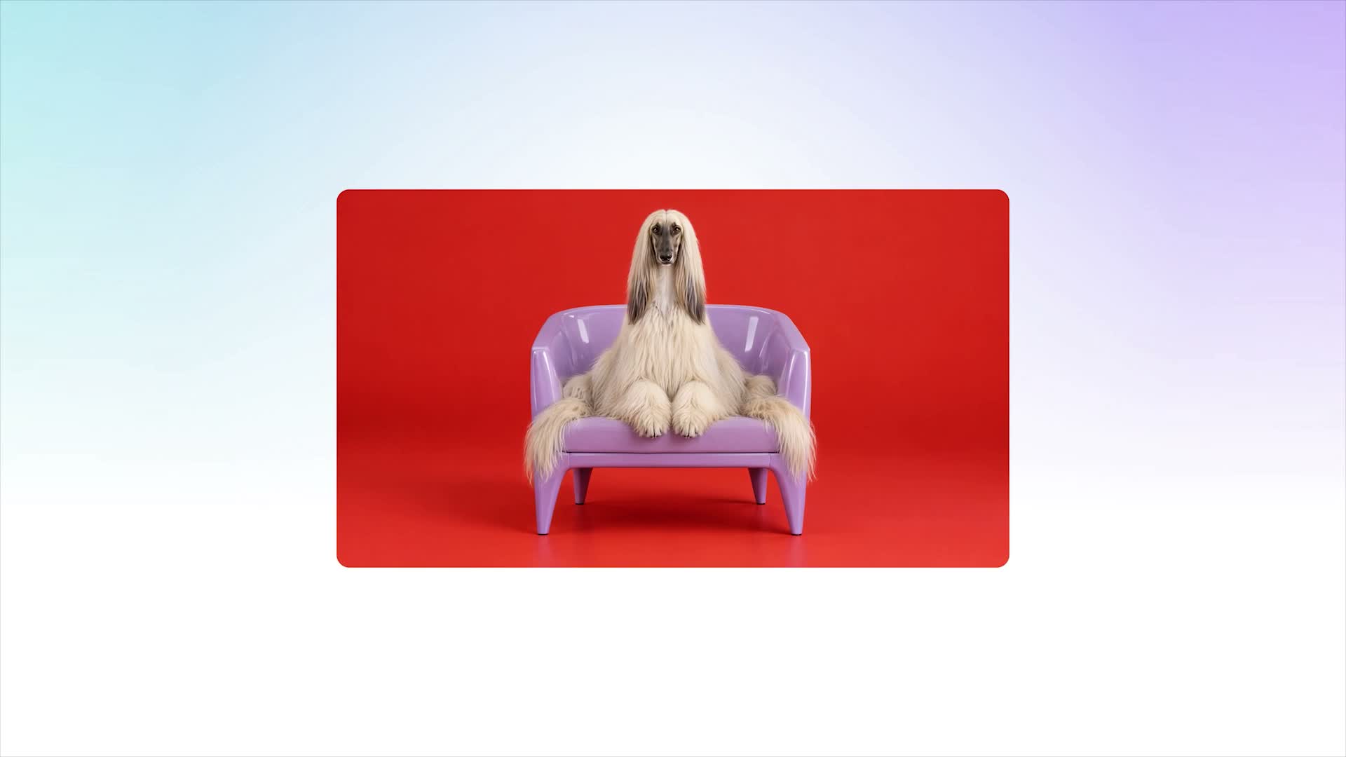 Canva Craft A long-haired hound in a lilac chair — official Canva showcase